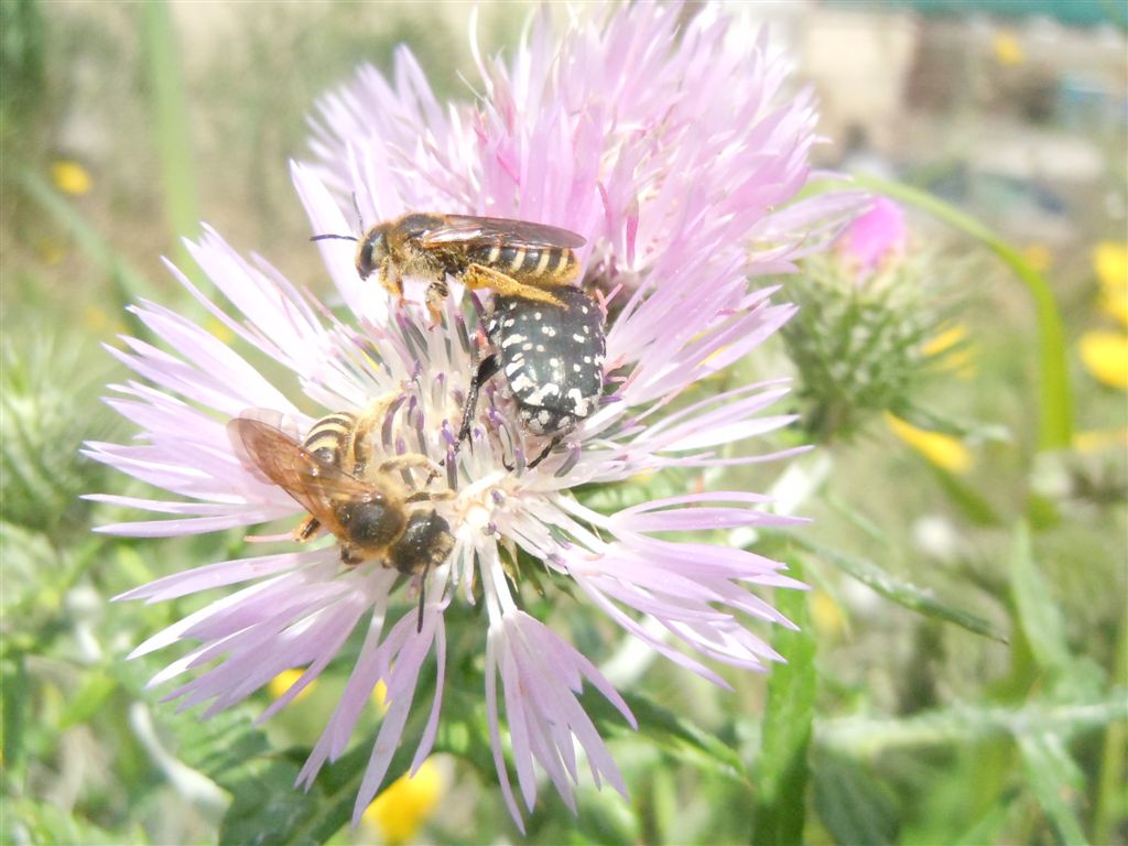 Coppia di Halictus scabiosae (Apidae Halictinae)